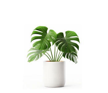 Outdoor Plant
