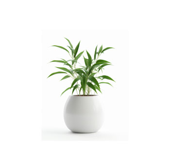 Large Size Plant