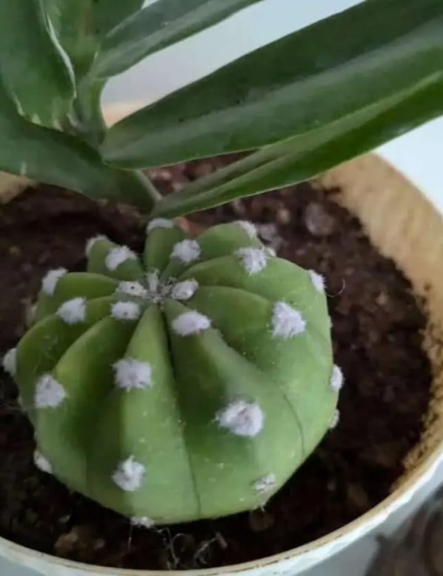 Echinopsis Subdenudata