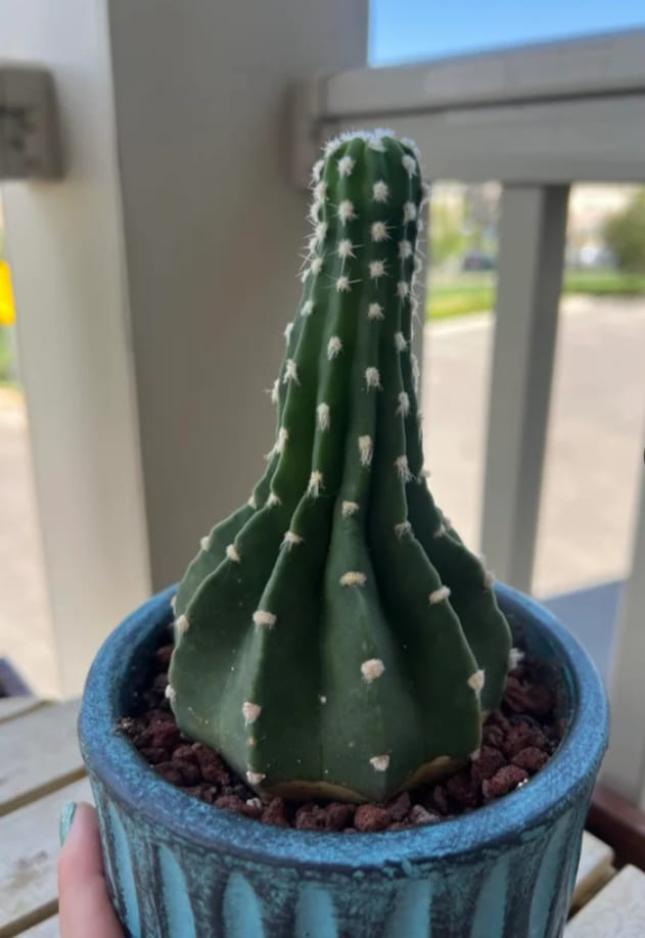Echinopsis Subdenudata
